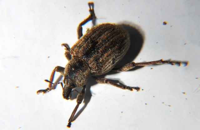 Curculionidae:   cfr. Brachypera  zoilus